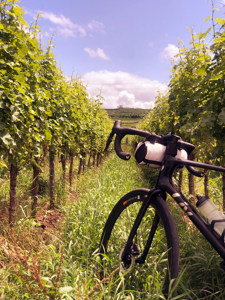 Fahrrad lehnt an Weinrebe an
